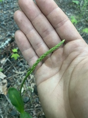 Piperia
