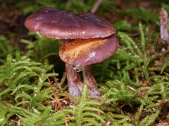 Thaxterogaster submagellanicus
