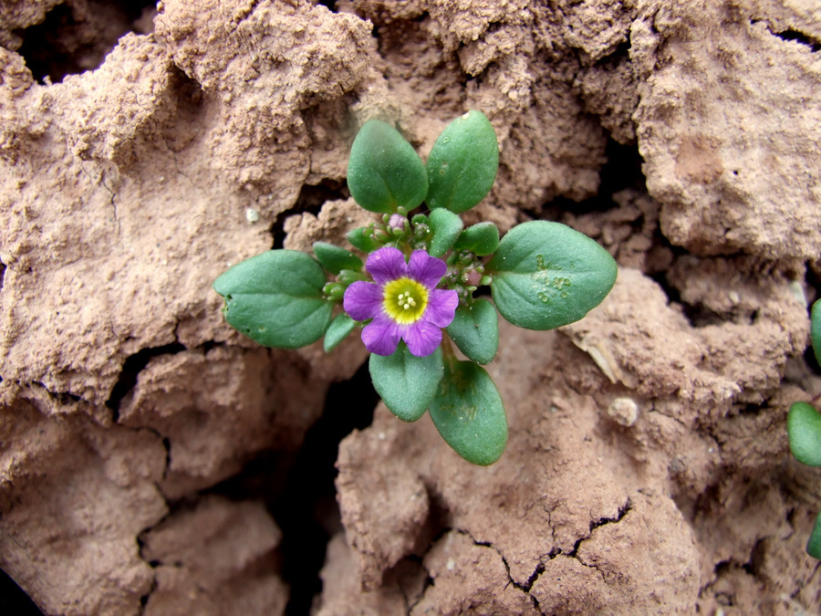 Phacelia demissa var. minor