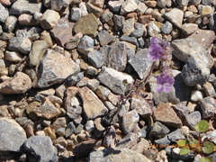 Phacelia vallis-mortae