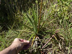 Dyckia brasiliana