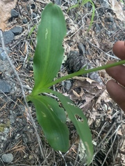 Piperia