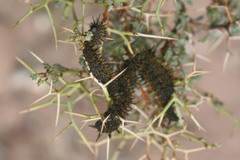 Leucanella stuarti koehleri