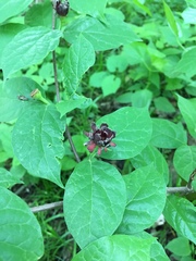 Calycanthus floridus glaucus