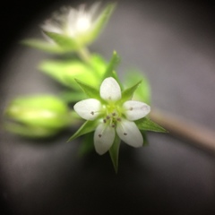 Arenaria serpyllifolia