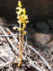 Corallorhiza striata vreelandii
