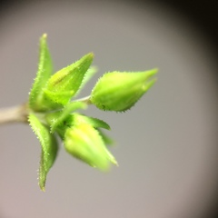 Arenaria serpyllifolia