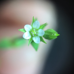 Arenaria serpyllifolia