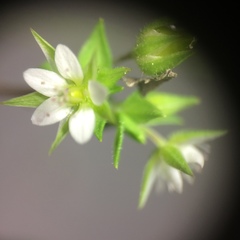 Arenaria serpyllifolia