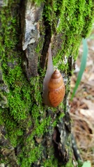 Euglandina rosea