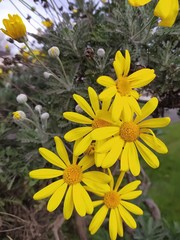 Euryops pectinatus