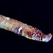 Pipefishes and Allies - Photo (c) Alberto Estrada, some rights reserved (CC BY-NC), uploaded by Alberto Estrada