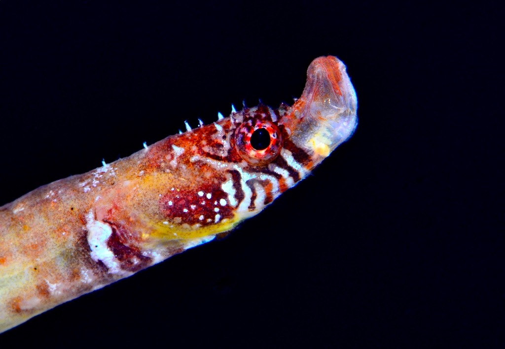 Roughsnout Dwarf Pipefish