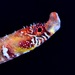 Tail-brooding Pipefishes - Photo (c) Alberto Estrada, some rights reserved (CC BY-NC), uploaded by Alberto Estrada