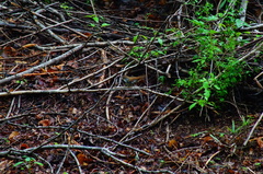 Thryophilus pleurostictus