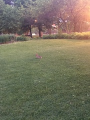 Sylvilagus floridanus