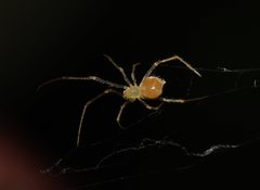 Theridiidae