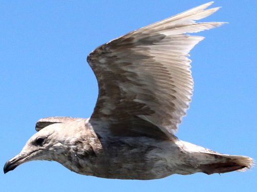 Gaviota de Bering (Larus glaucescens)