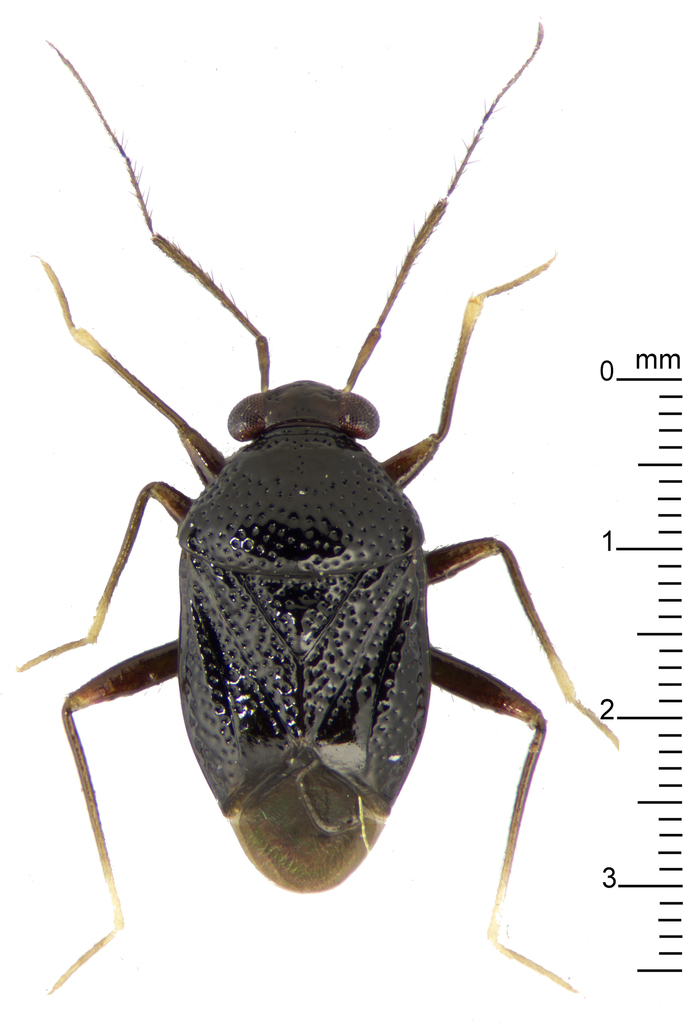 Bothriomirini
