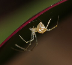 Theridiidae