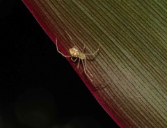 Theridiidae