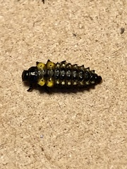 Chrysomela confluens