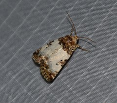 Pseudacontia crustaria