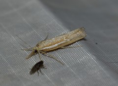 Thaumatopsis pectinifer