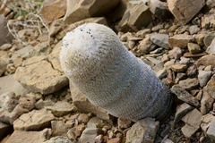 Epithelantha greggii