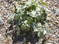 Bahiopsis reticulata