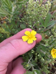 Potentilla inclinata