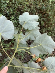 Dombeya pulchra