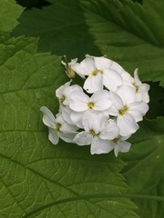 Cardamine angulata