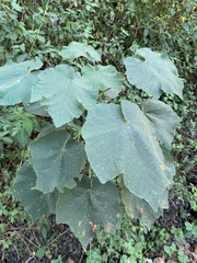 Dombeya pulchra