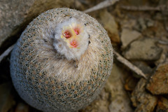 Epithelantha greggii