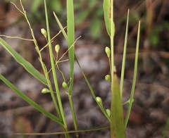 Dichanthelium patentifolium