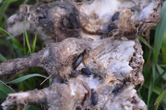 Dermestes marmoratus