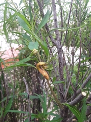 Puccinia coronata