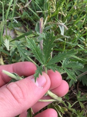 Potentilla inclinata