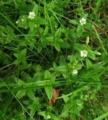 Cerastium fontanum