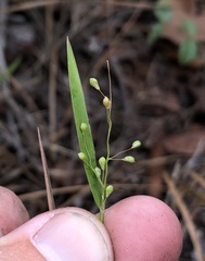 Dichanthelium patentifolium