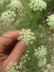 Perideridia californica