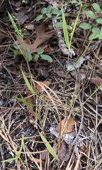 Dichanthelium patentifolium