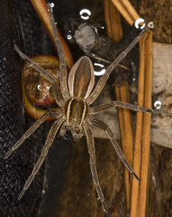 Dolomedes striatus