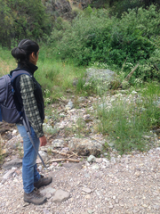 Perideridia californica