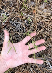 Dichanthelium patentifolium