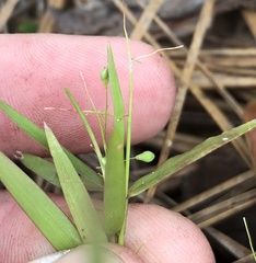 Dichanthelium patentifolium