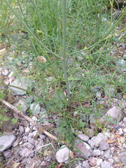 Perideridia californica