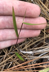 Dichanthelium patentifolium