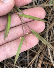 Dichanthelium patentifolium